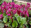 [SS] Bergenia Sercolistna "Eroica" C2