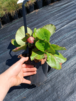 [SS] Bergenia Sercolistna 