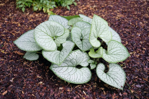 [SS] Brunnera "Silver Heart" C2