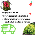 [SS] Pysznogłówka "Bee-Bright" C2