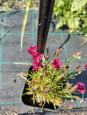 [SS] Goździk Dianthus Czerwony P11