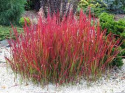 [SS] Imperata Cylindryczna "Red Baron" C2