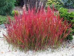 [SS] Imperata Cylindryczna "Red Baron" C2