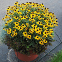 [SS] Rudbekia "Little Goldstar" C2