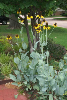 [SS] Rudbekia Maxima Wielka C2