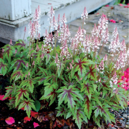 Tiarella 